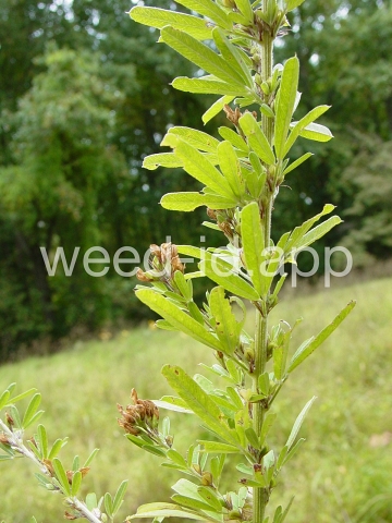 lespedeza, sericea